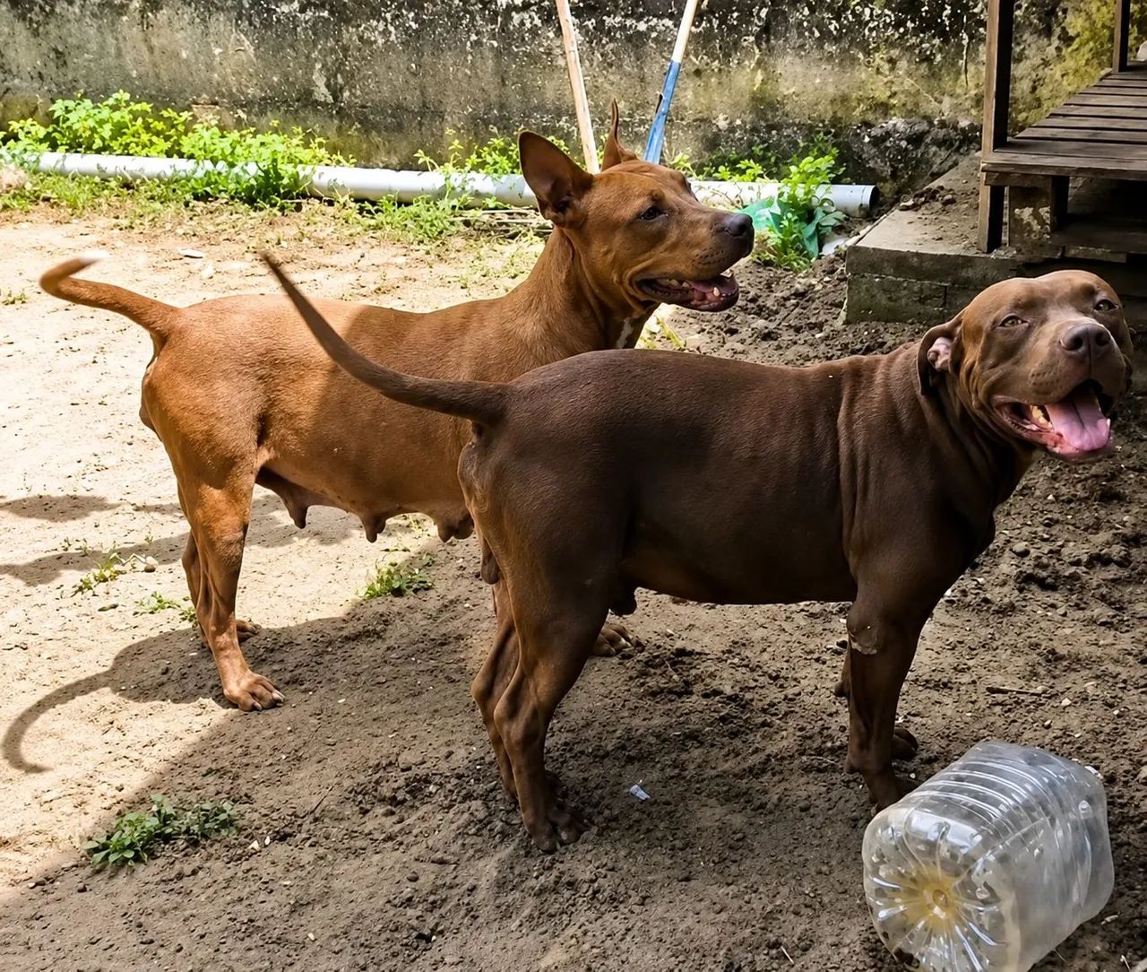 Vendo Filhote de pitbull - Foto 4