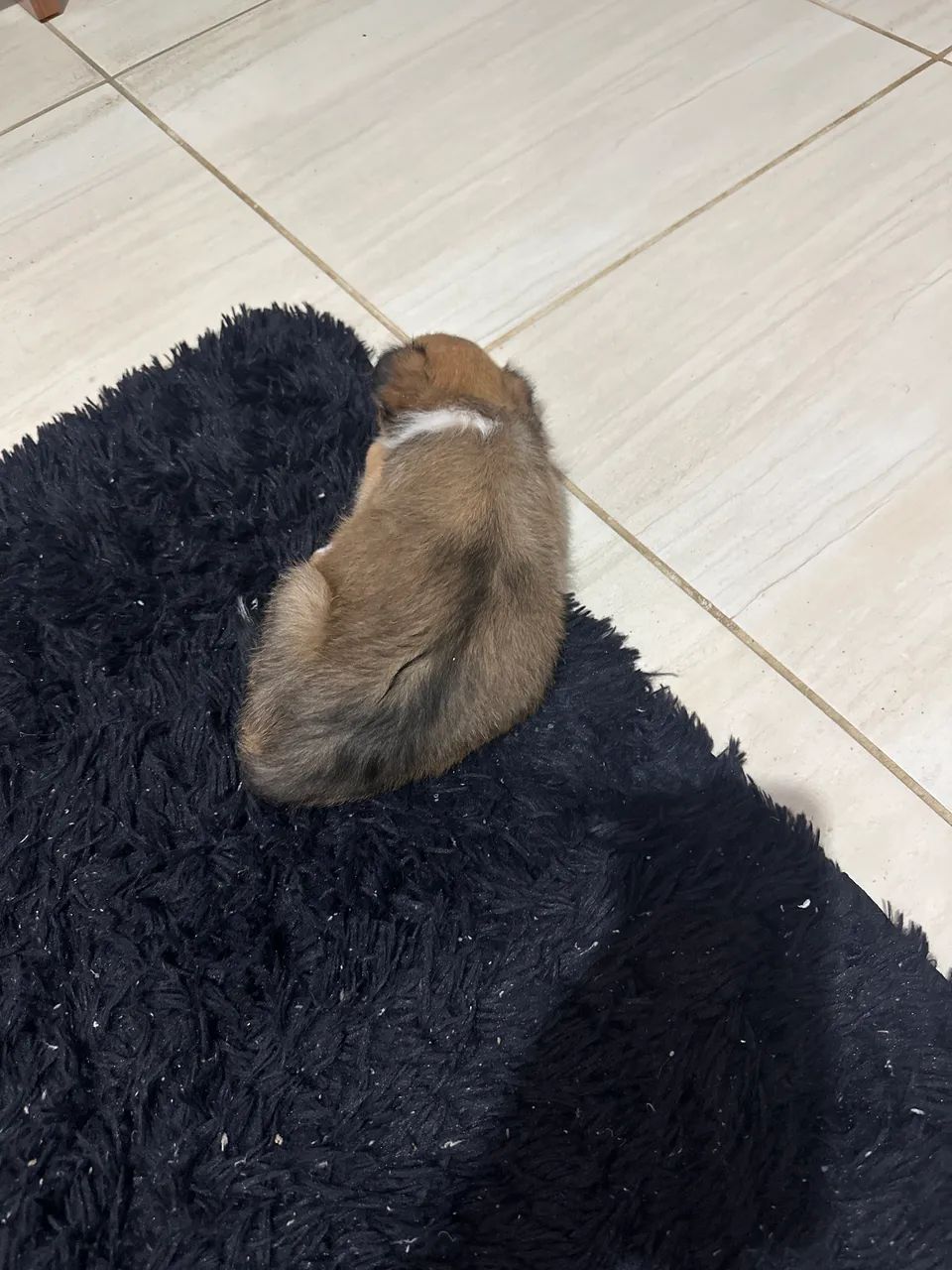 Doação de cachorro