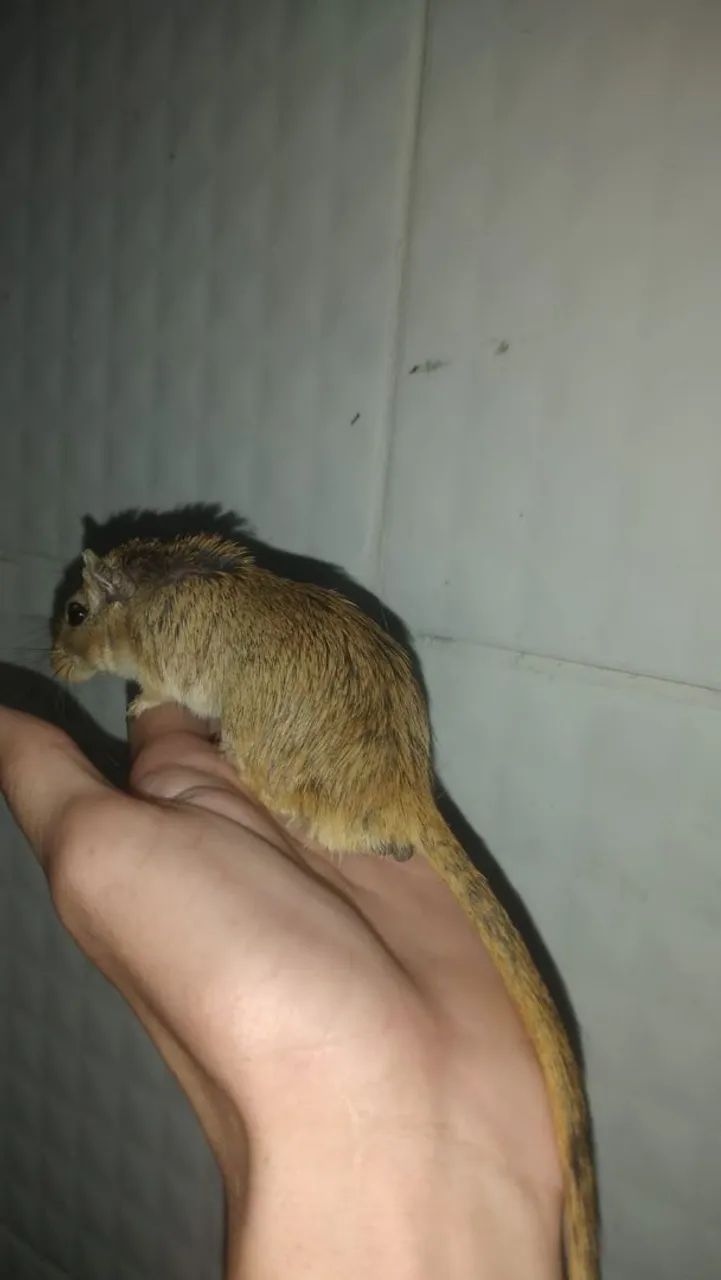 Casal de gerbil ou esquilo da Mongolia