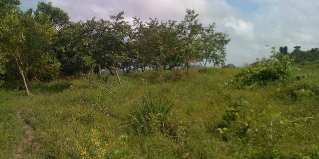 Zé Doca - Maranhão: Vendo Propriedade Rural - Foto 15