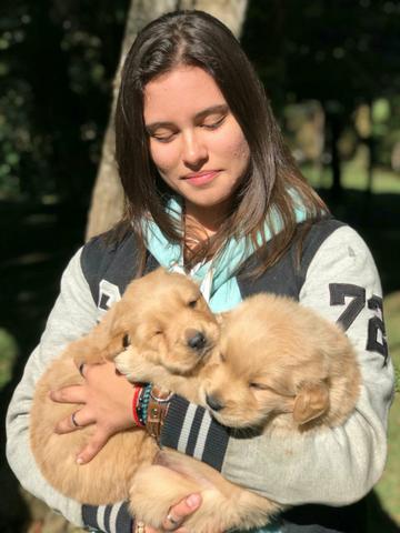 Golden Retriever lindos filhotes indisponíveis!