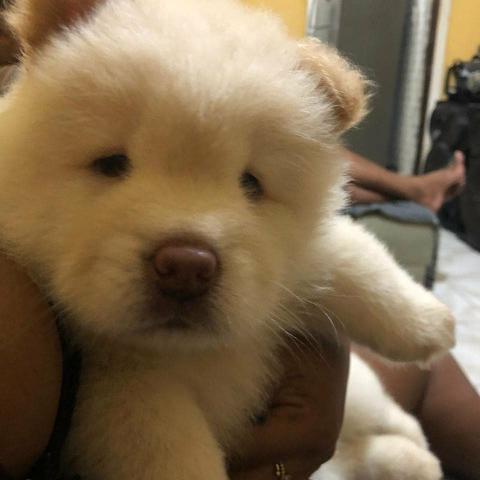 Chow chow