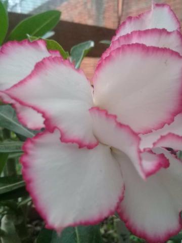 Rosas Do Deserto - Foto 4