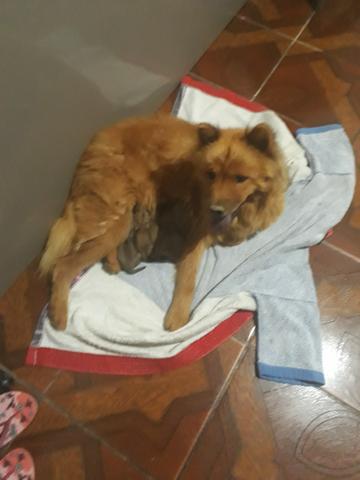 Cachorros - Foto 2