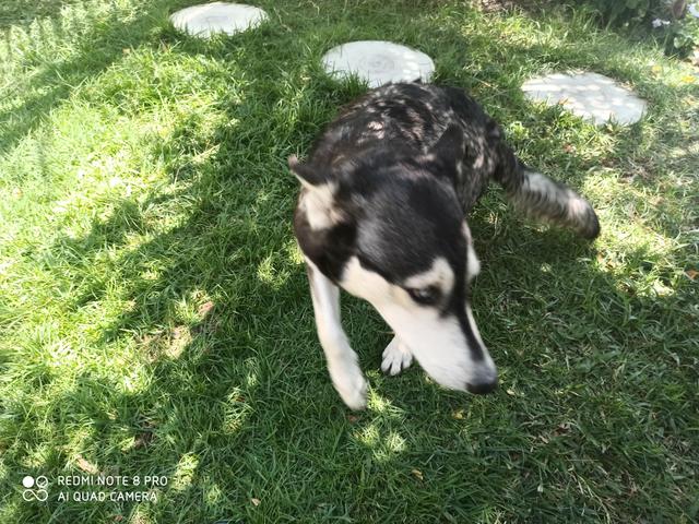 Husky siberiano - Foto 3
