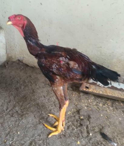 Galos Índio Gigante Bahia 71- * - Foto 3