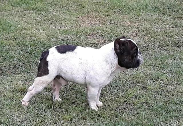 Macho adulto Bulldog Francês - Foto 2
