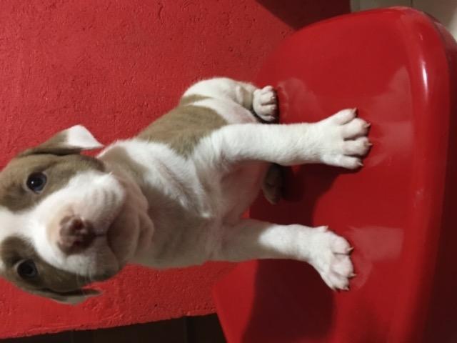 Filhotes de pitbull - Foto 4