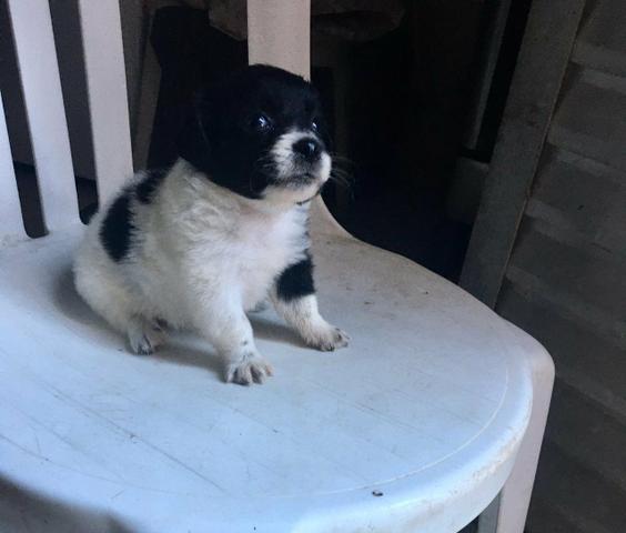 Vendo Filhote - Foto 2