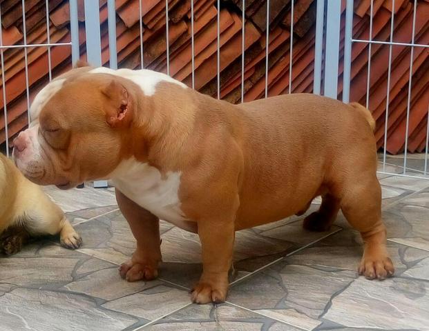 American Bully - Foto 5