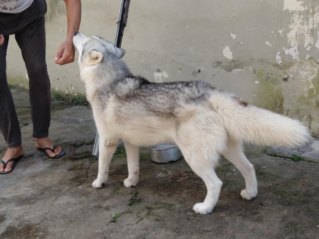 Husky siberiano - Cruza/cobertura - Excelente Linhagem - Foto 5