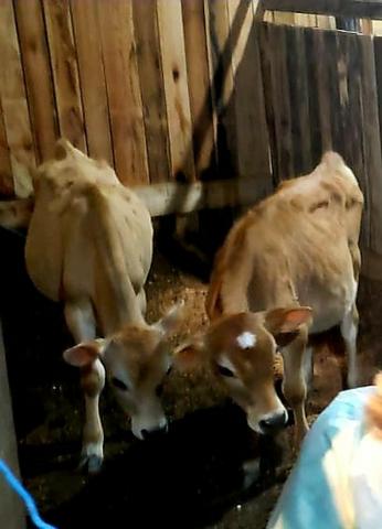 Vendo casal de bezerros Jersey puros
