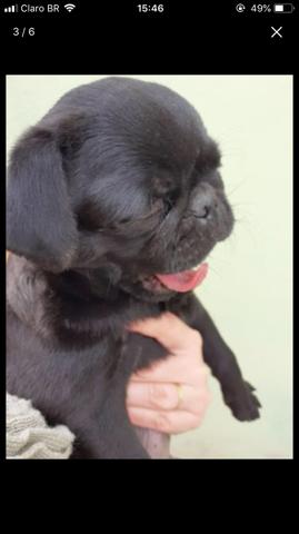 Pug