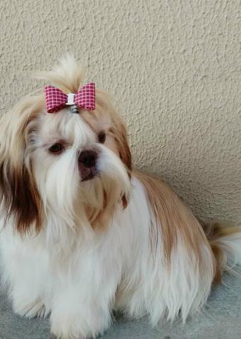 Filhotinhos de Shitzu com Pedigree - Foto 2