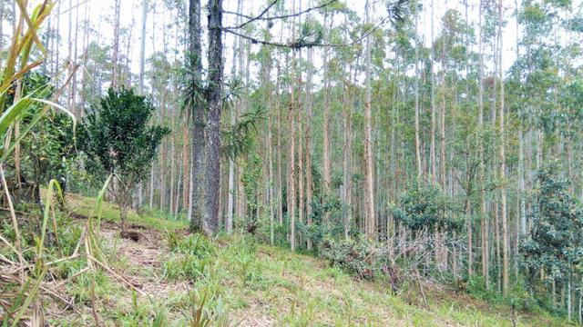 Sítio com área de 85.000m², duas casas. Estuda permuta - Foto 16