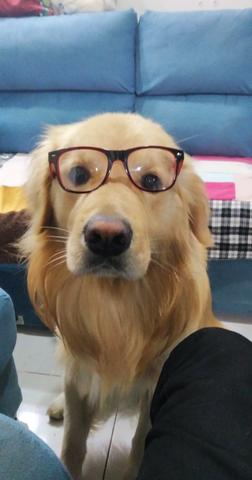 Golden retriever para cruza