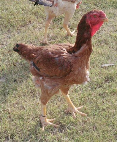 Galos Índio Gigante Bahia 71- * - Foto 5