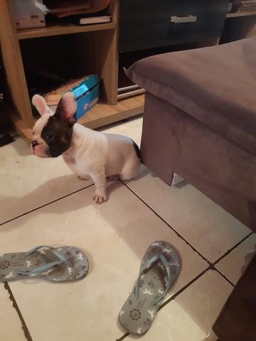 Bulldog Francês macho - Foto 3