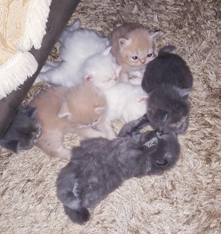 Gatinhos Persa - Foto 6