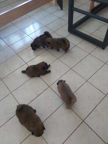 Chowchow - Foto 3
