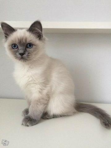 Ragdoll-vacinado castrado e vermifugado