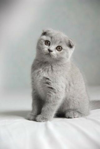 Scottish fold lindos filhotes
