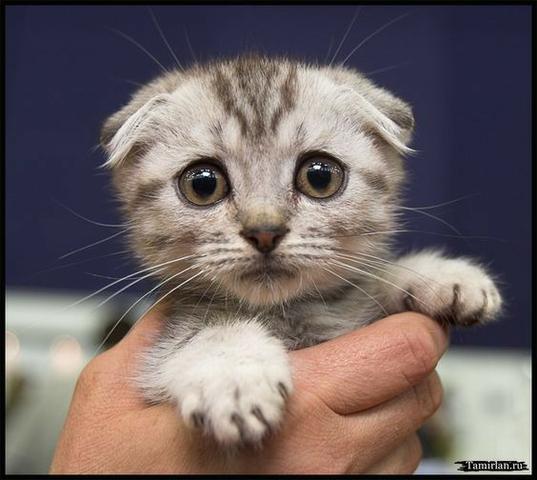 Scottish fold lindos filhotes - Foto 3