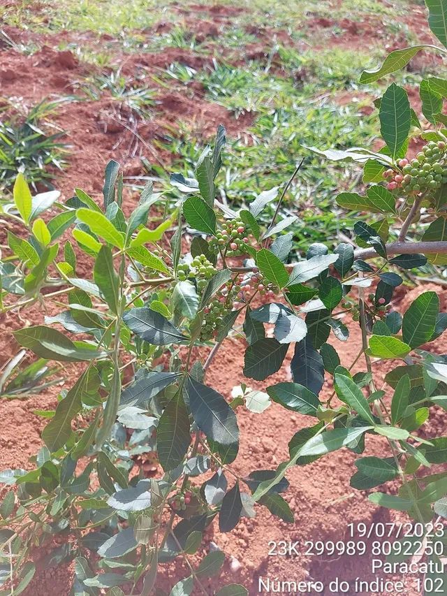 Mudas nativas do cerrado - Foto 6