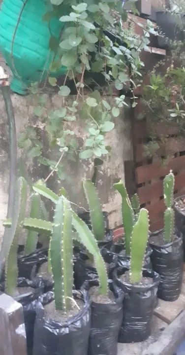 Mudas de pitaya - Foto 2