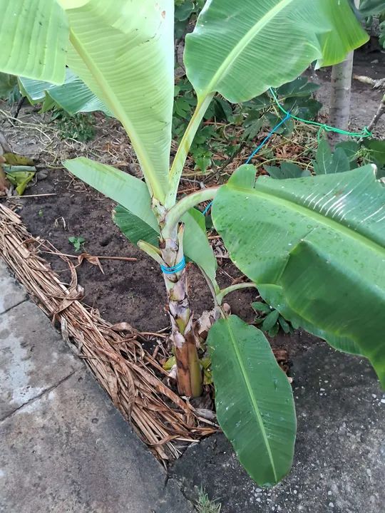 Mudas de banana maçã (leite) Embrapa - R$20 - Foto 2