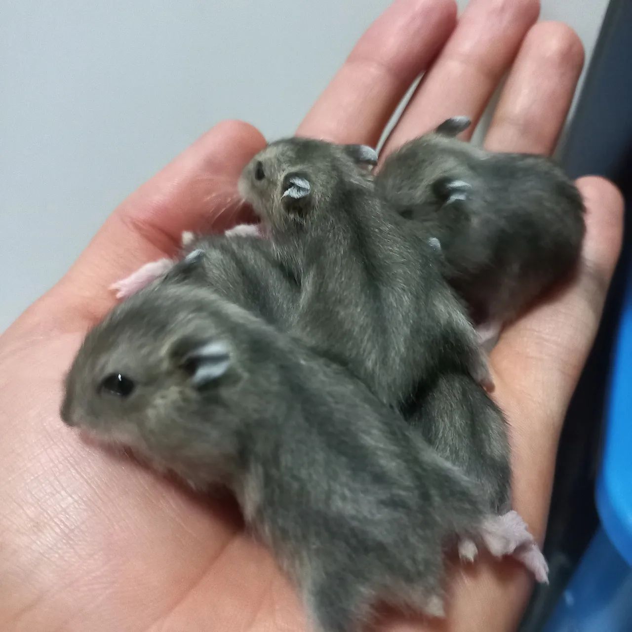 Hamster anão russo filhote, vendo ou troco - Foto 2