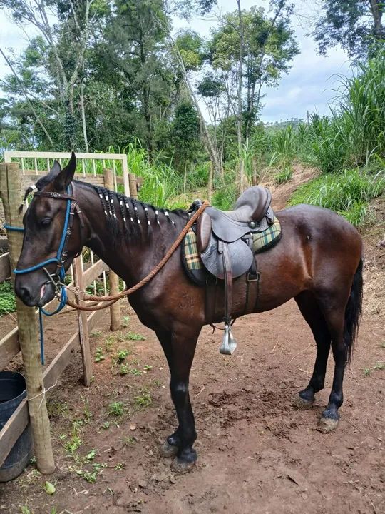 Cavalo Marcha batida  - Foto 2
