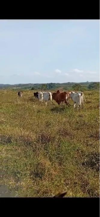 Alagoinhas, Bezerros Nelore ,Novilhas Nelores,Vacas Nelore e Vacas Girolanda.