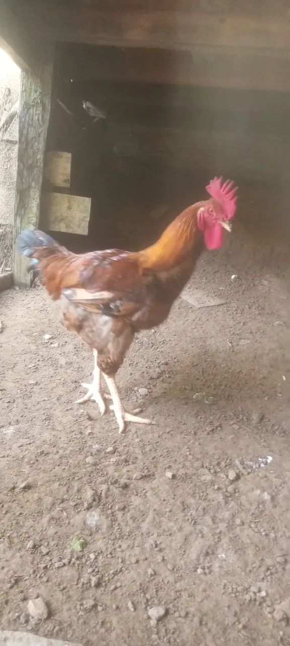 Frango da raça GSB - Foto 3