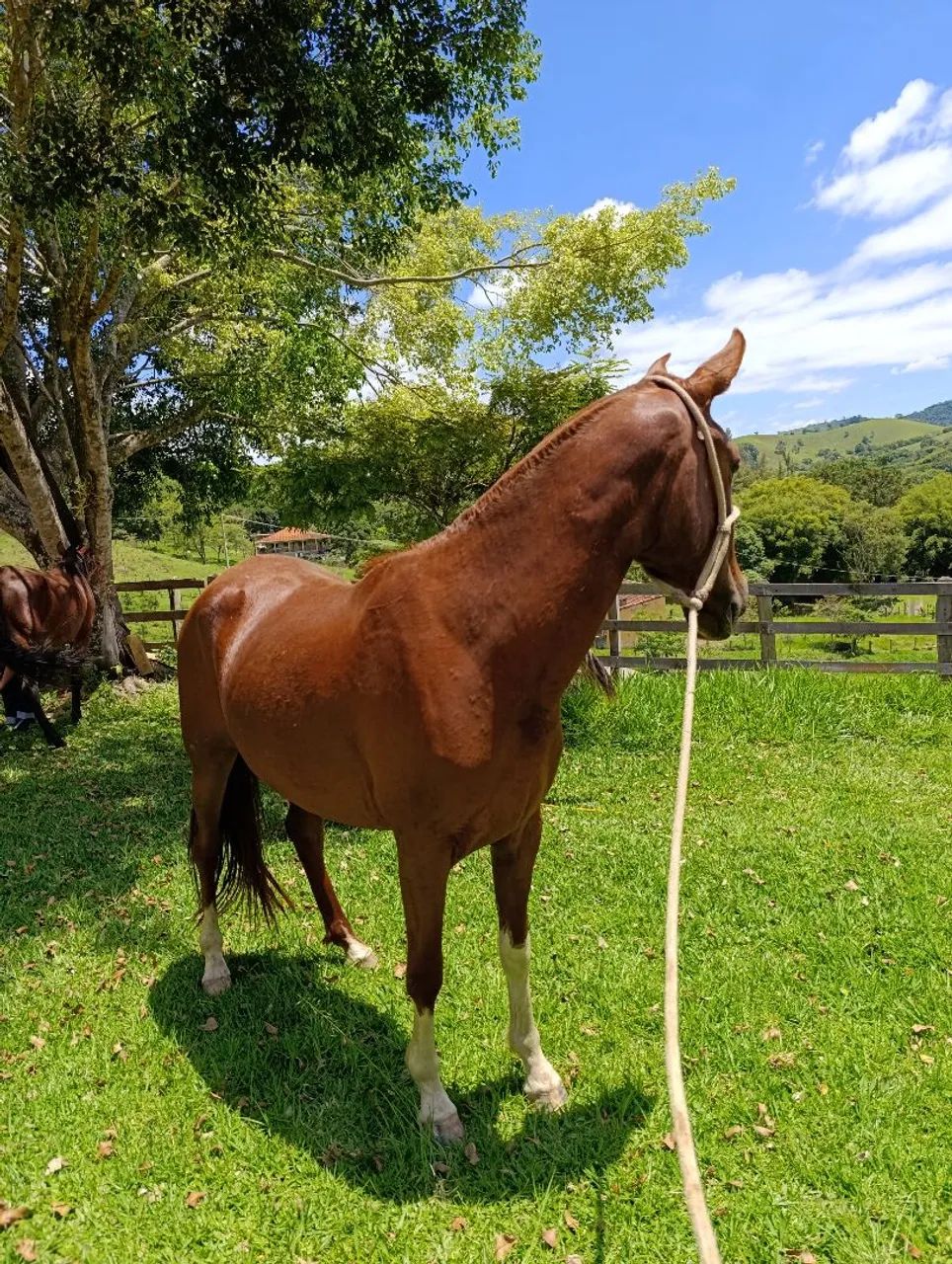 Potra mm registrada  - Foto 3