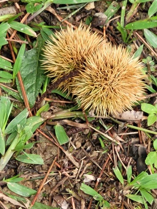 Chácara com Piscina e Lazer dentro de Condomínio  - Foto 15