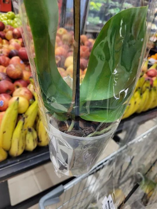 Orquídea - Foto 2