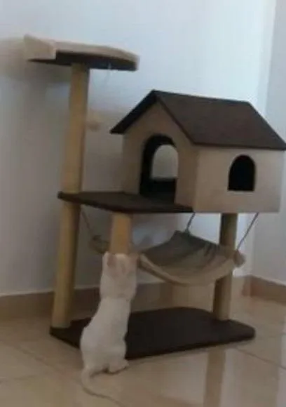 Arranhador para gato mansão com rede promoção 199.00