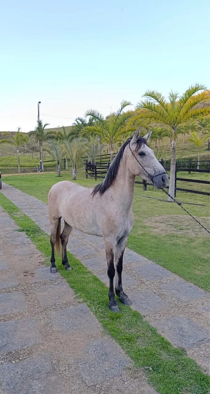 Cavalo mangalarga 3 anos 