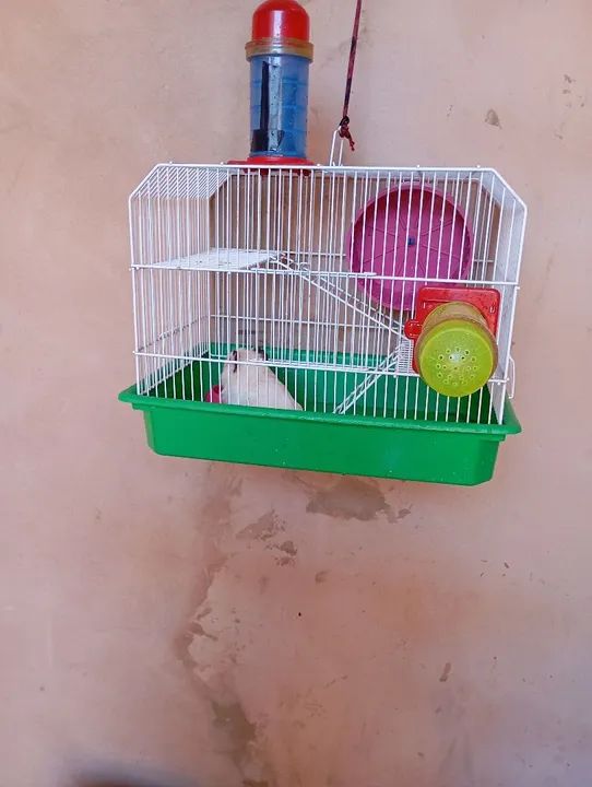 Porquinho Da India  - Foto 5