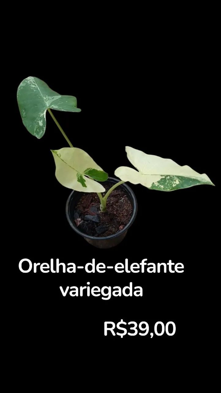 Philodendron sanguíneo  - Foto 2