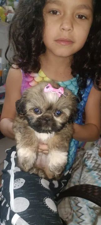 Filhote Shih Tzu fêmea disponível  - Foto 3