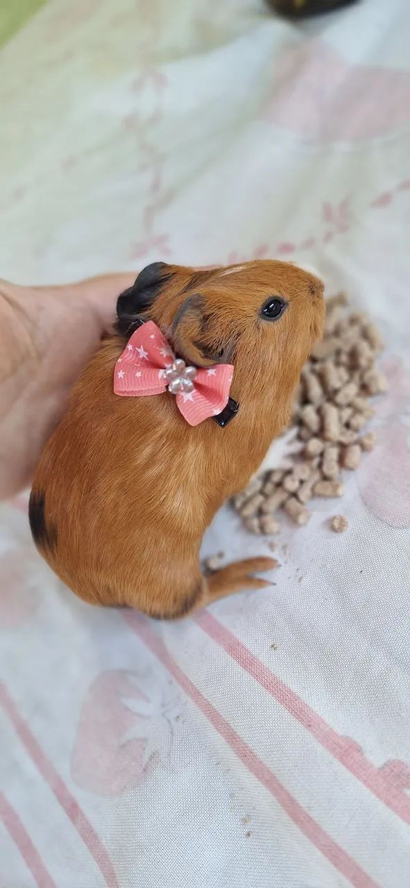 Porquinho da Índia femia  - Foto 6