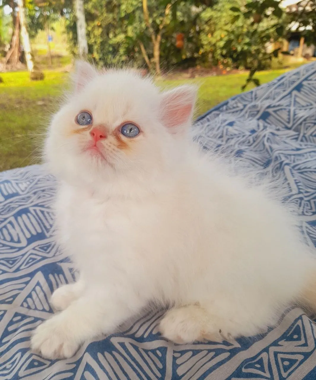 Gatinho Persa filhote