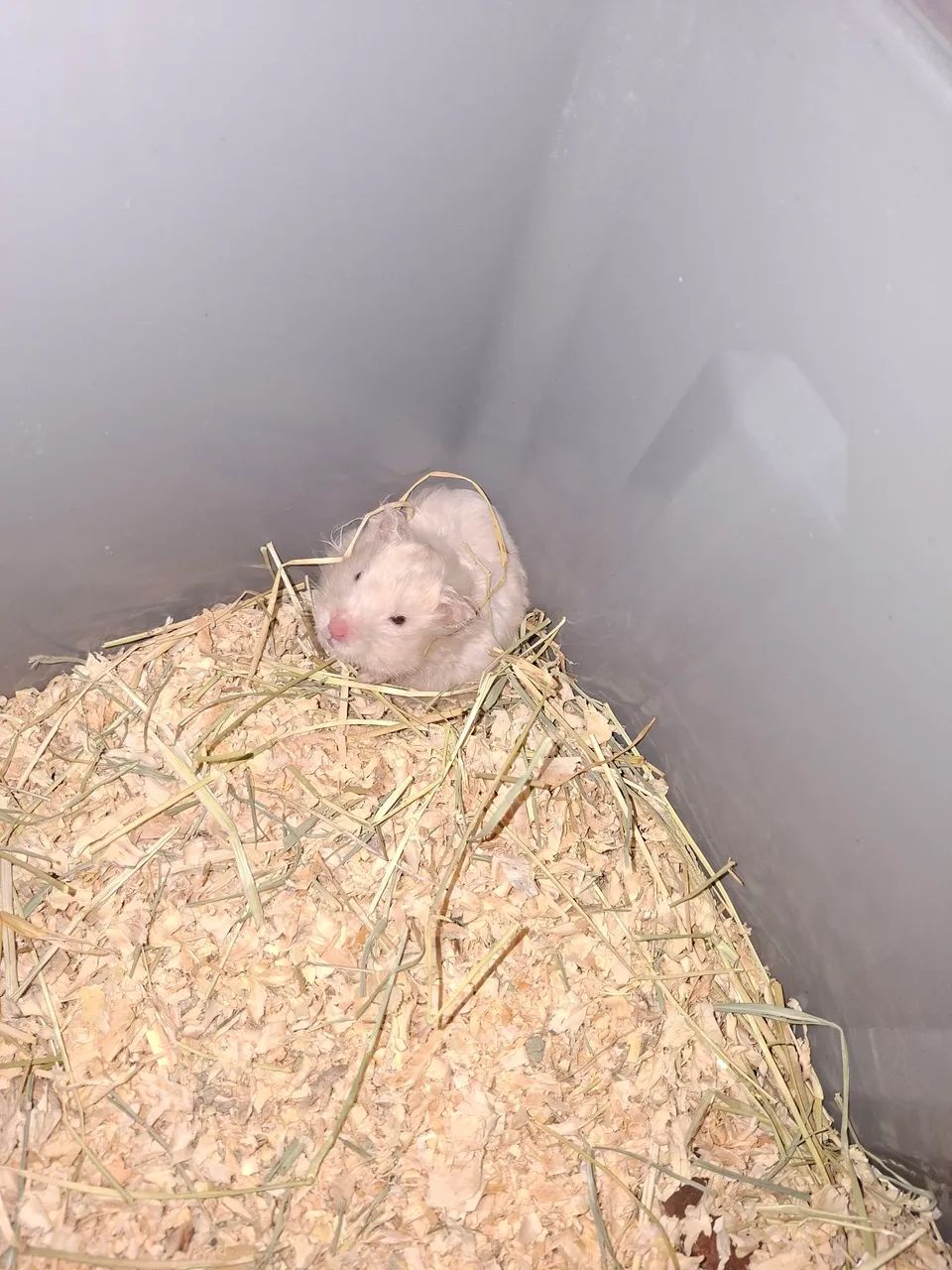 Hamater sírio doação 