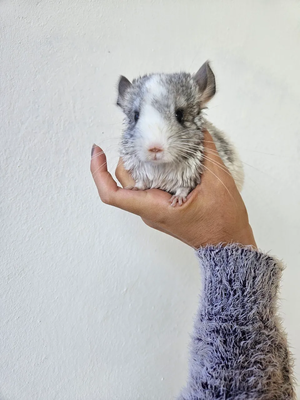 Chinchila bebê fofa