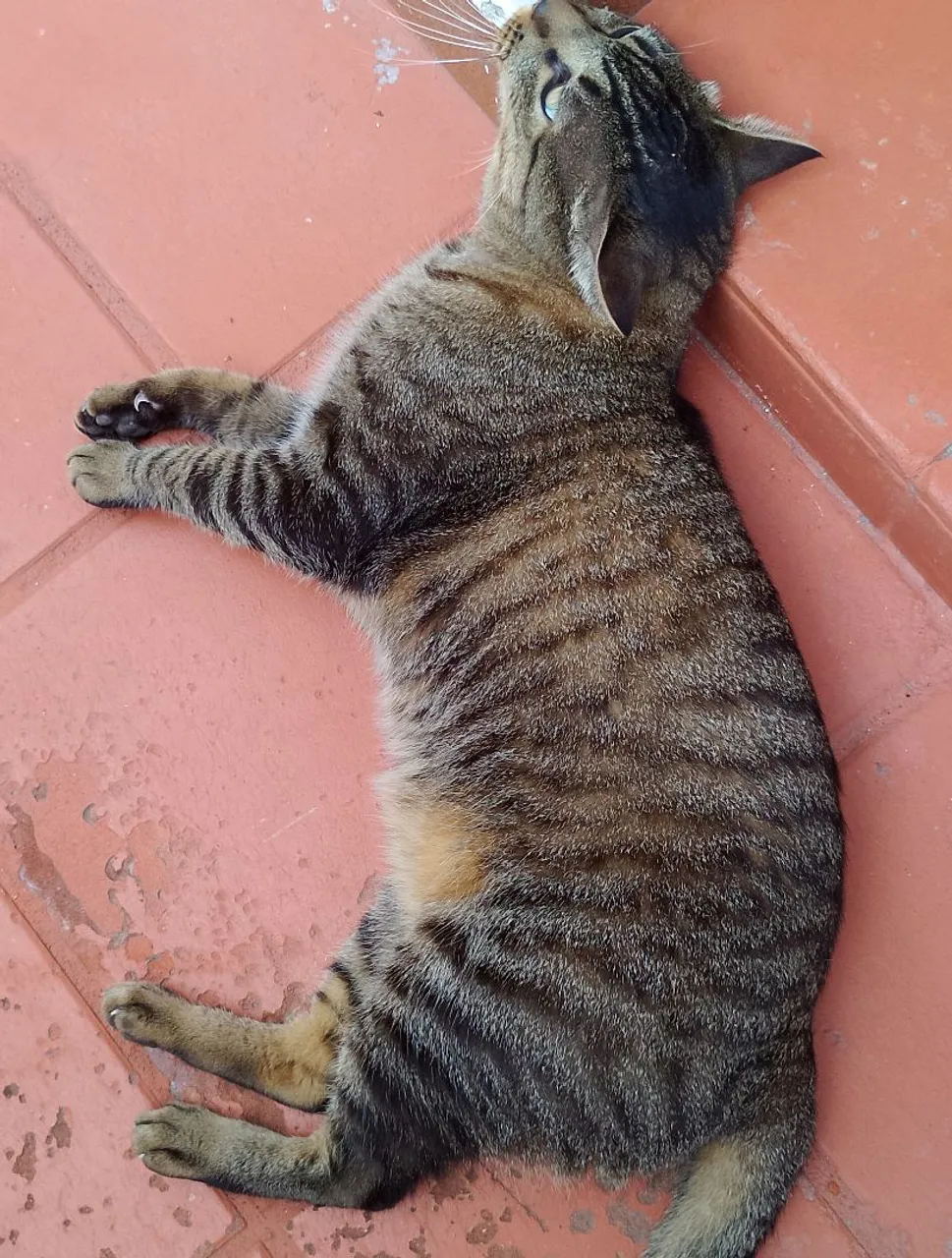 Dois gatinhos