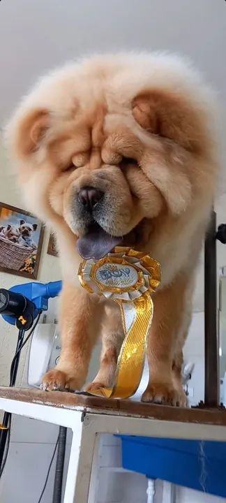 Chow chow americano pesado disponível  - Foto 6