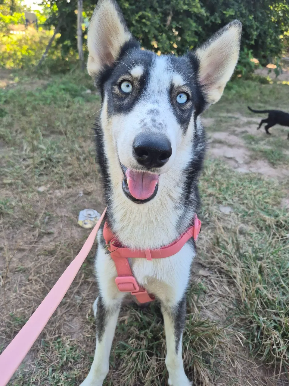 Husky Siberiano Adorável - Olhos Azuis