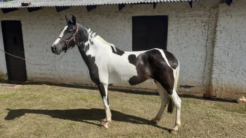 Éguas Mangalarga Marchador, puro sangue, registradas, domadas, várias pelagens e idades. - Foto 3